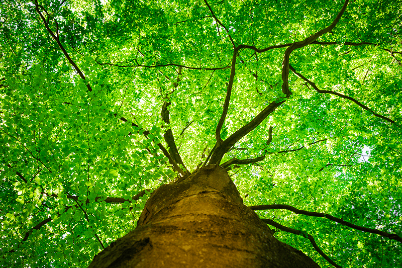 Le concours de l'arbre de l'année 2022.