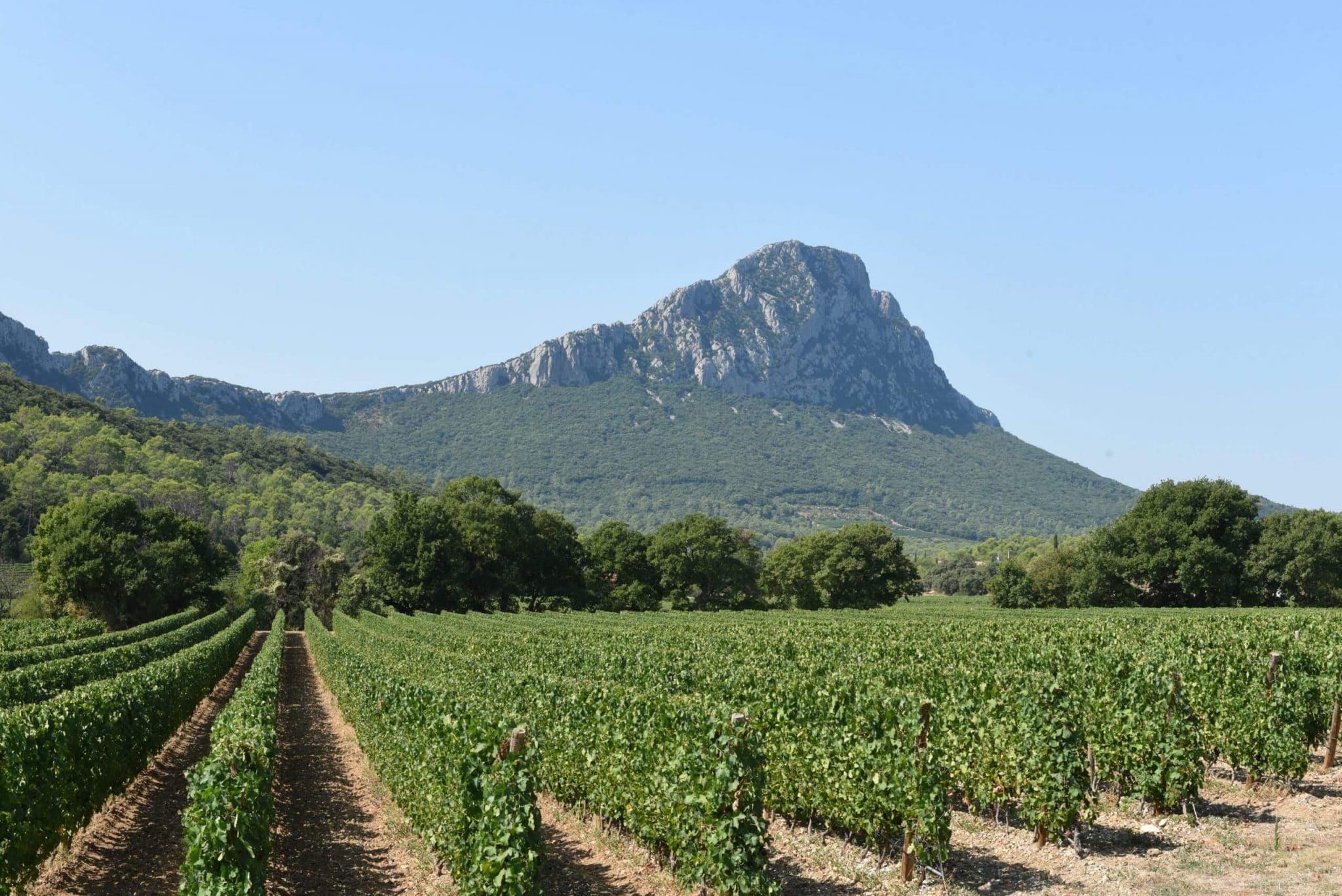 Vignes Le Pic St Loup Hérault France