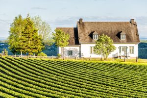 vigne vignoble Québec