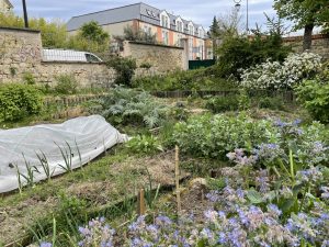 Un jardin partagé à Nanterre