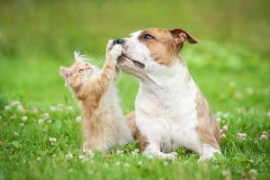 American staffordshire terrier dog playing with little kitten