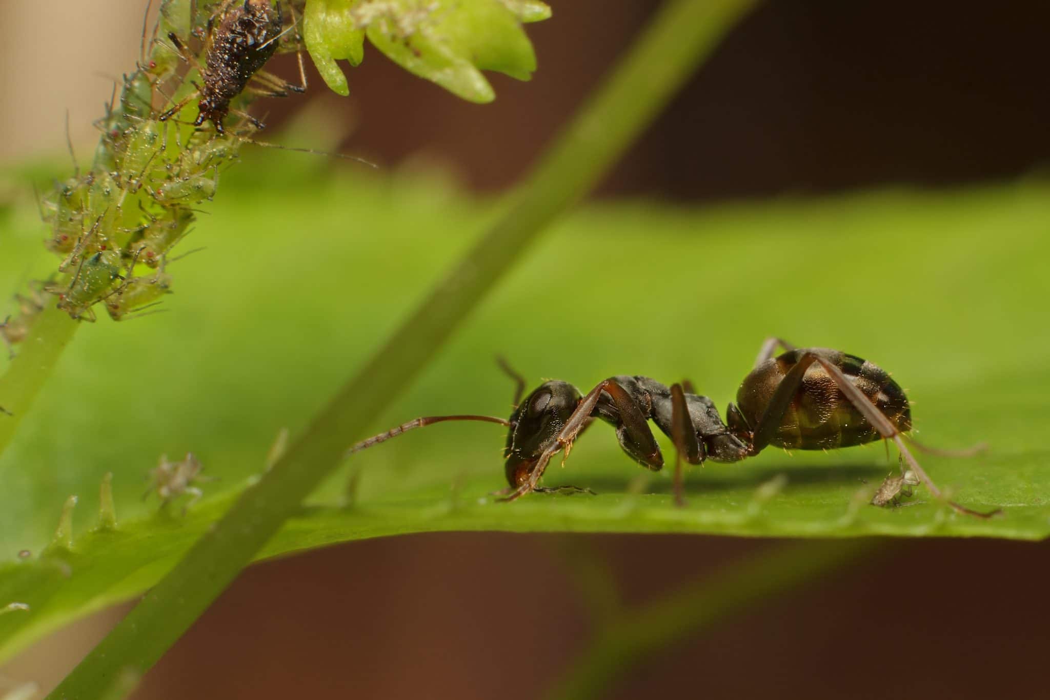 Formica fusca