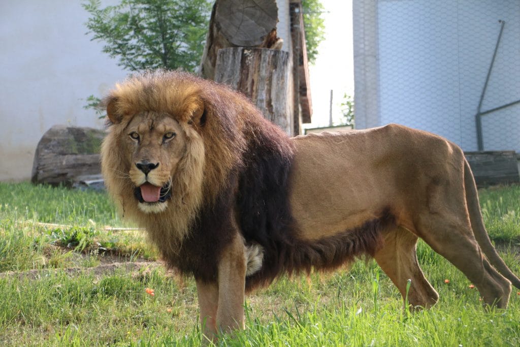 Loire : Tonga Terre d’accueil vient en aide aux animaux sauvages