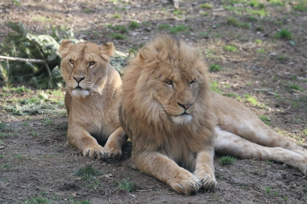 Loire : Tonga Terre d’accueil vient en aide aux animaux sauvages