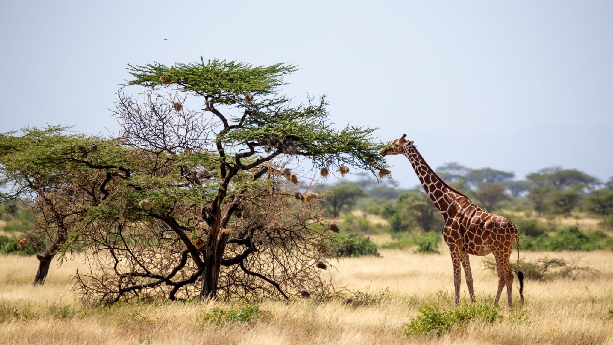 journée mondiale girafe