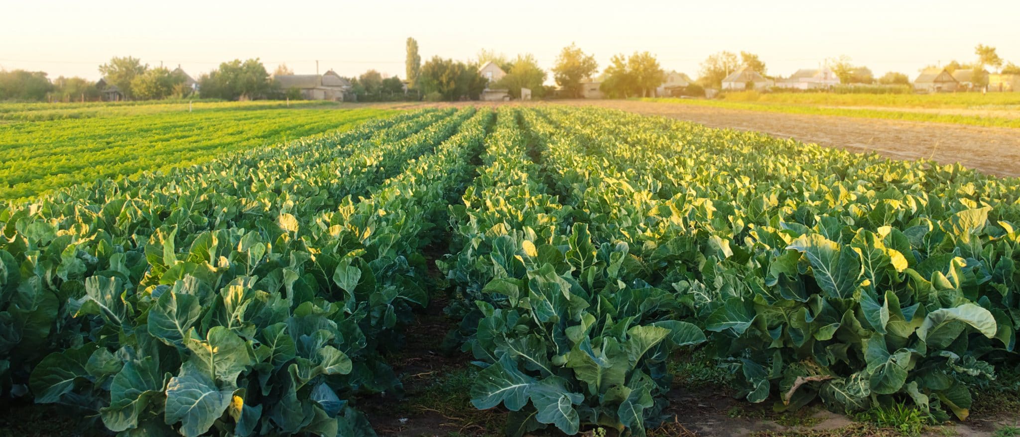 Auvergne-Rhône-Alpes : Un réseau d’Amap grandissant pour manger mieux.