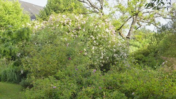 Dans la Creuse, le jardin des Gargalhous a tout d’un grand