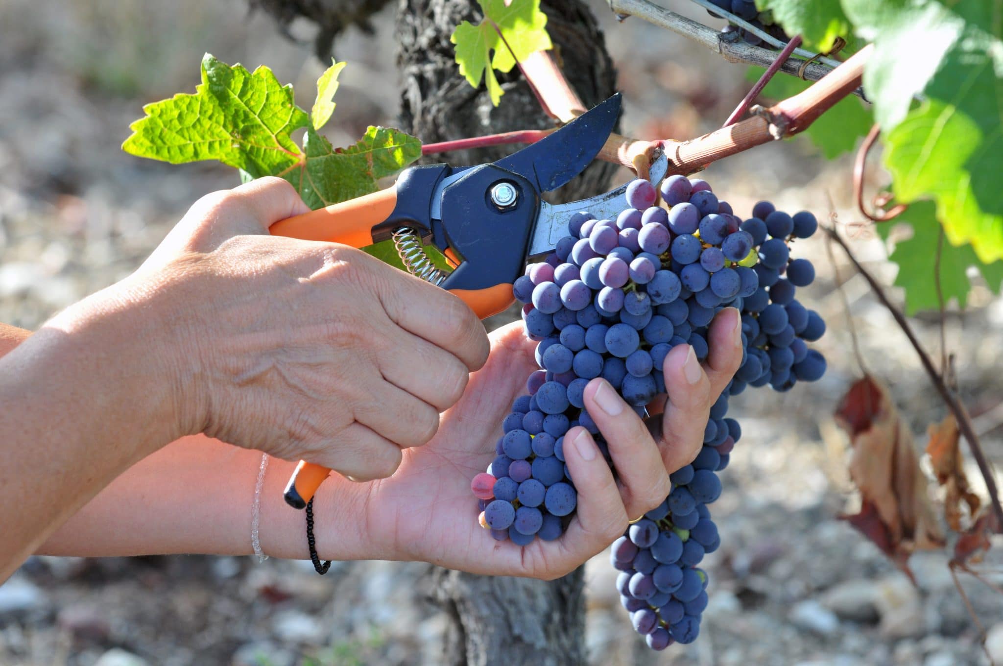 raisin vigne oenologie