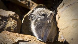 ili pika