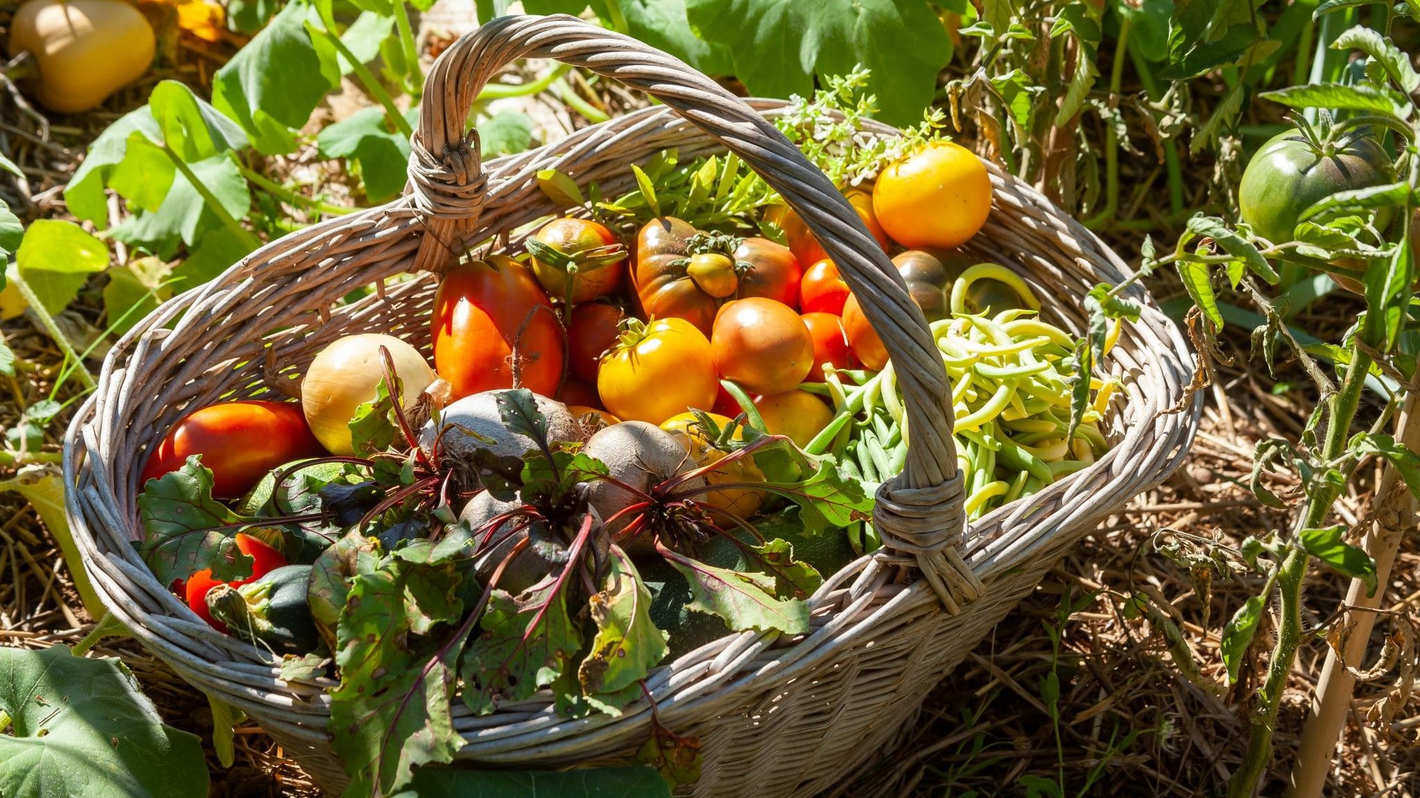 Récolte au potager panier de légumes