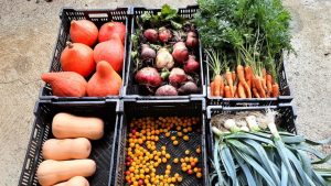 Six cagettes de beaux légumes sont posées au sol avec des courges, carottes, tomates et poireaux.