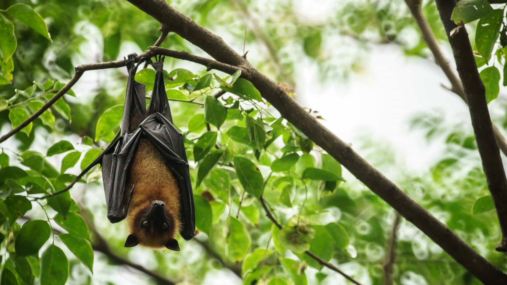 Batwoman : la chercheuse française qui étudie les chauves-souris