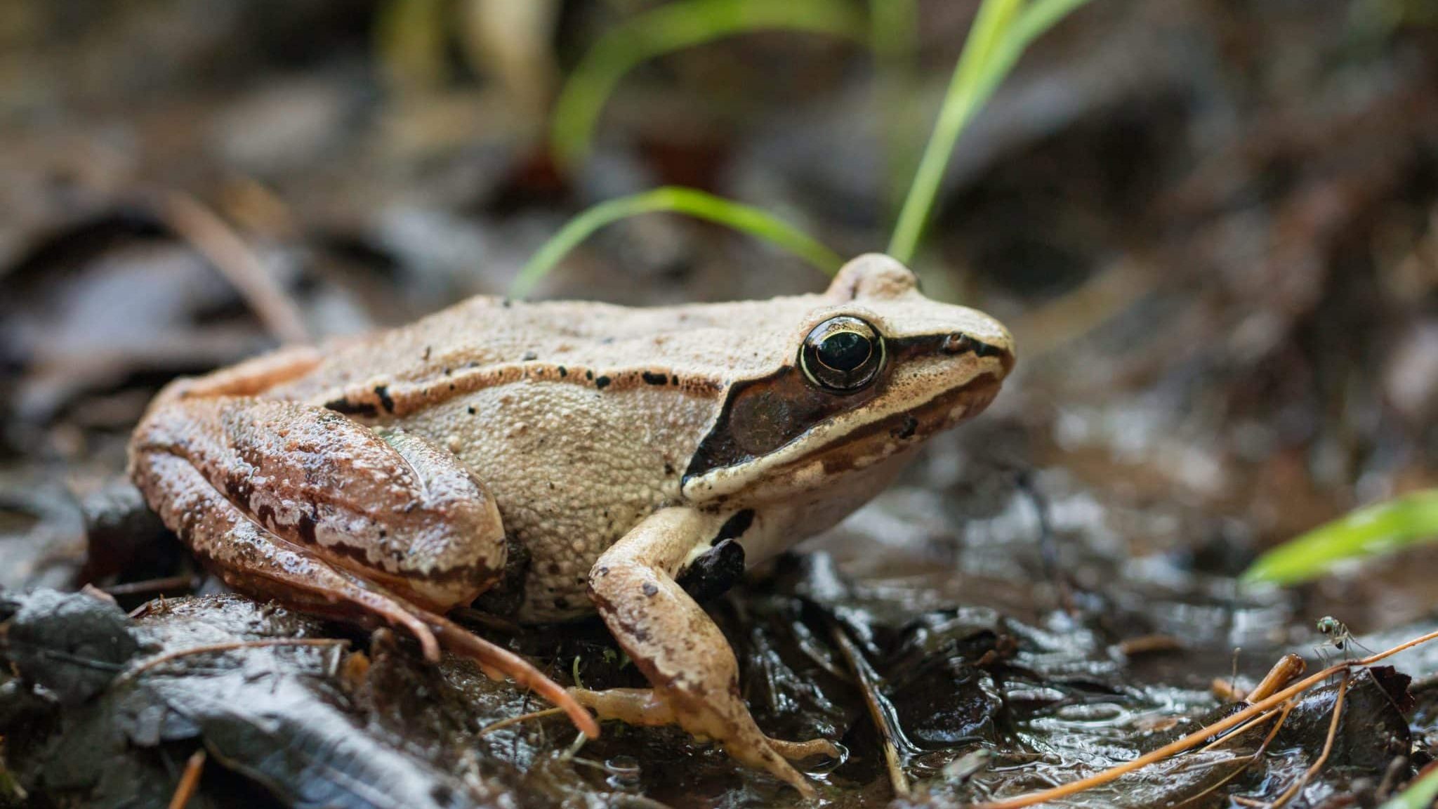 Rana sylvatica