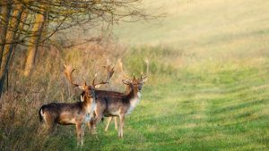 La foret : un site de rencontre grandeur nature