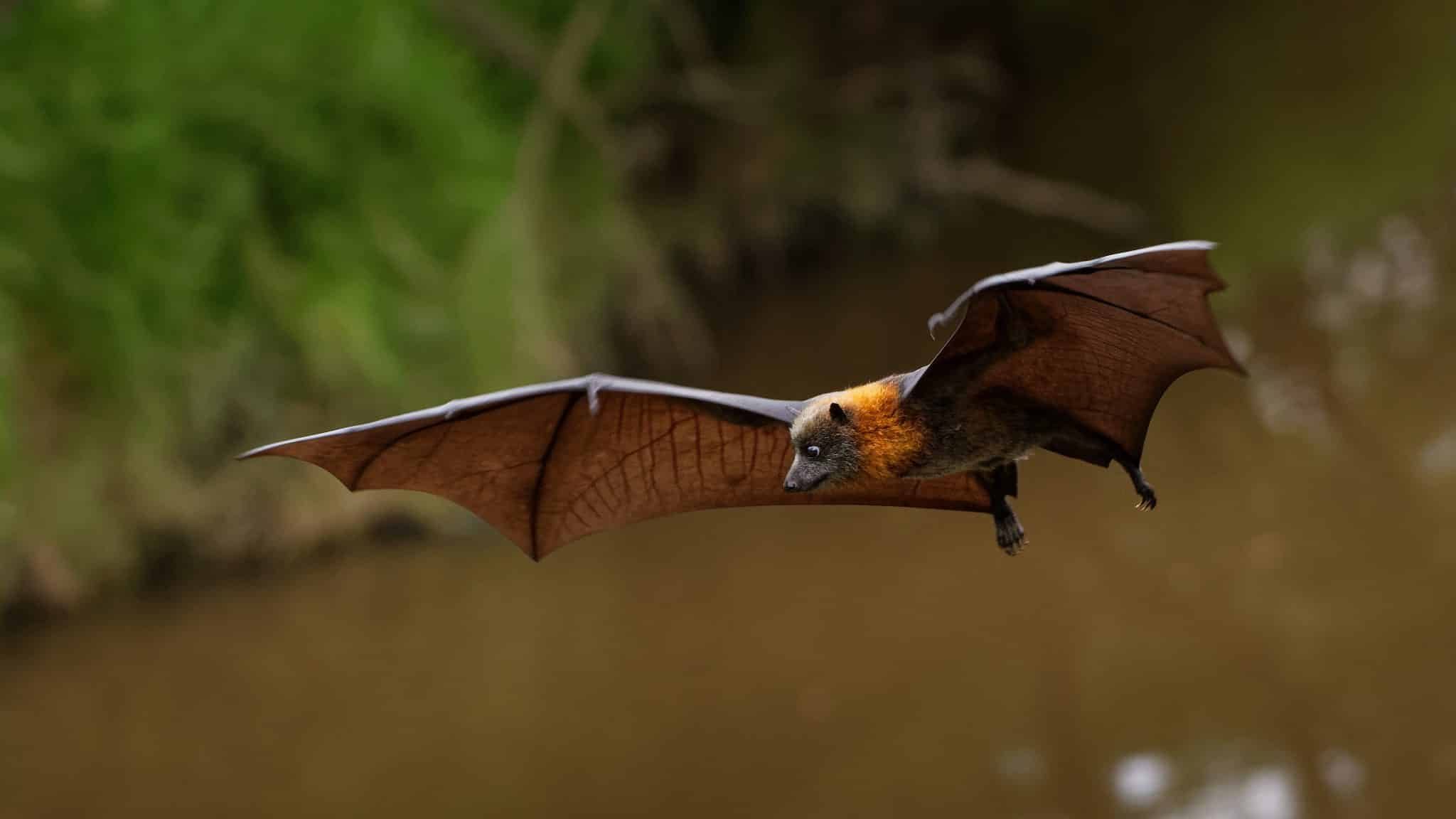 nuit internationale de la chauve-souris