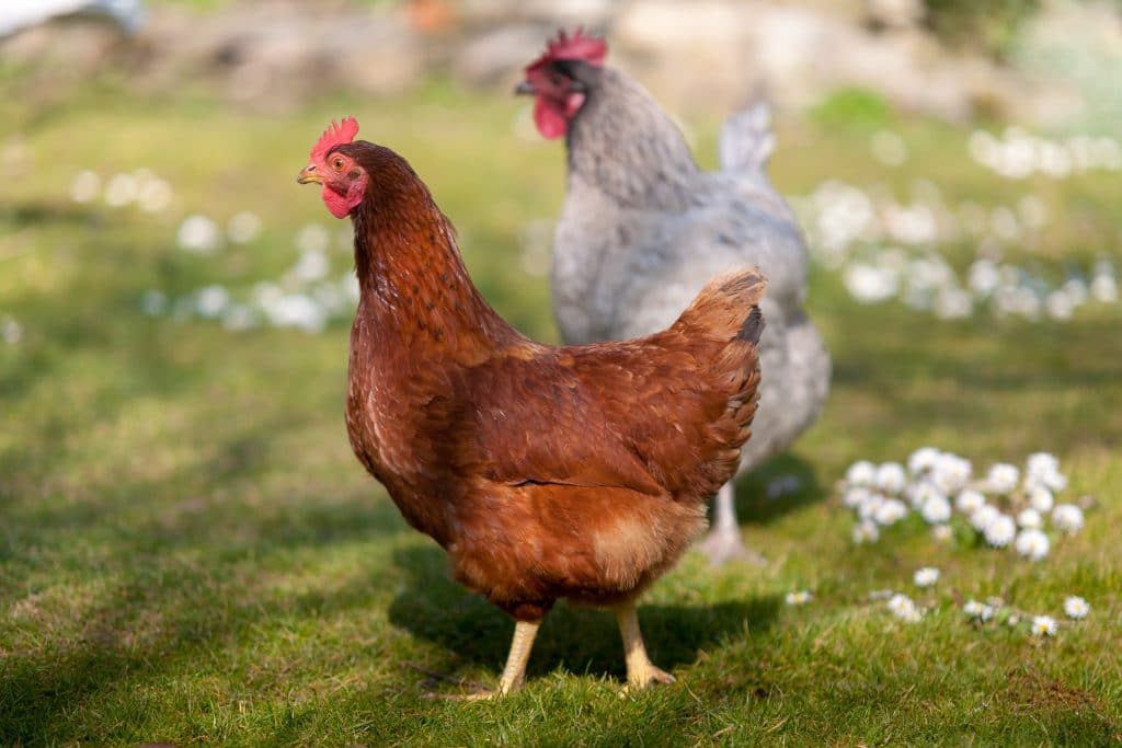 Poules fermières dans l'herbe