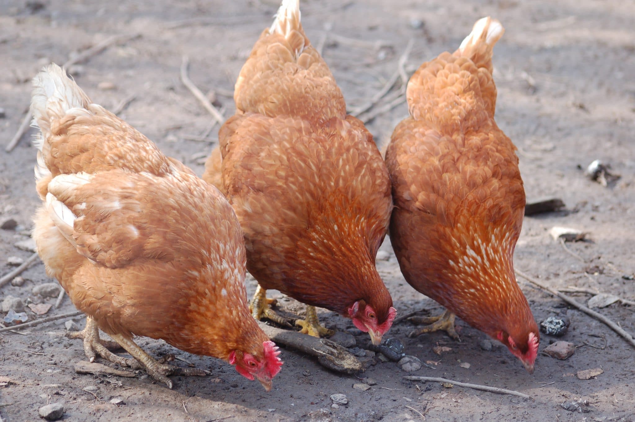 trois poules