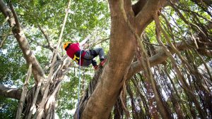 tours des activités pour découvrir les arbres