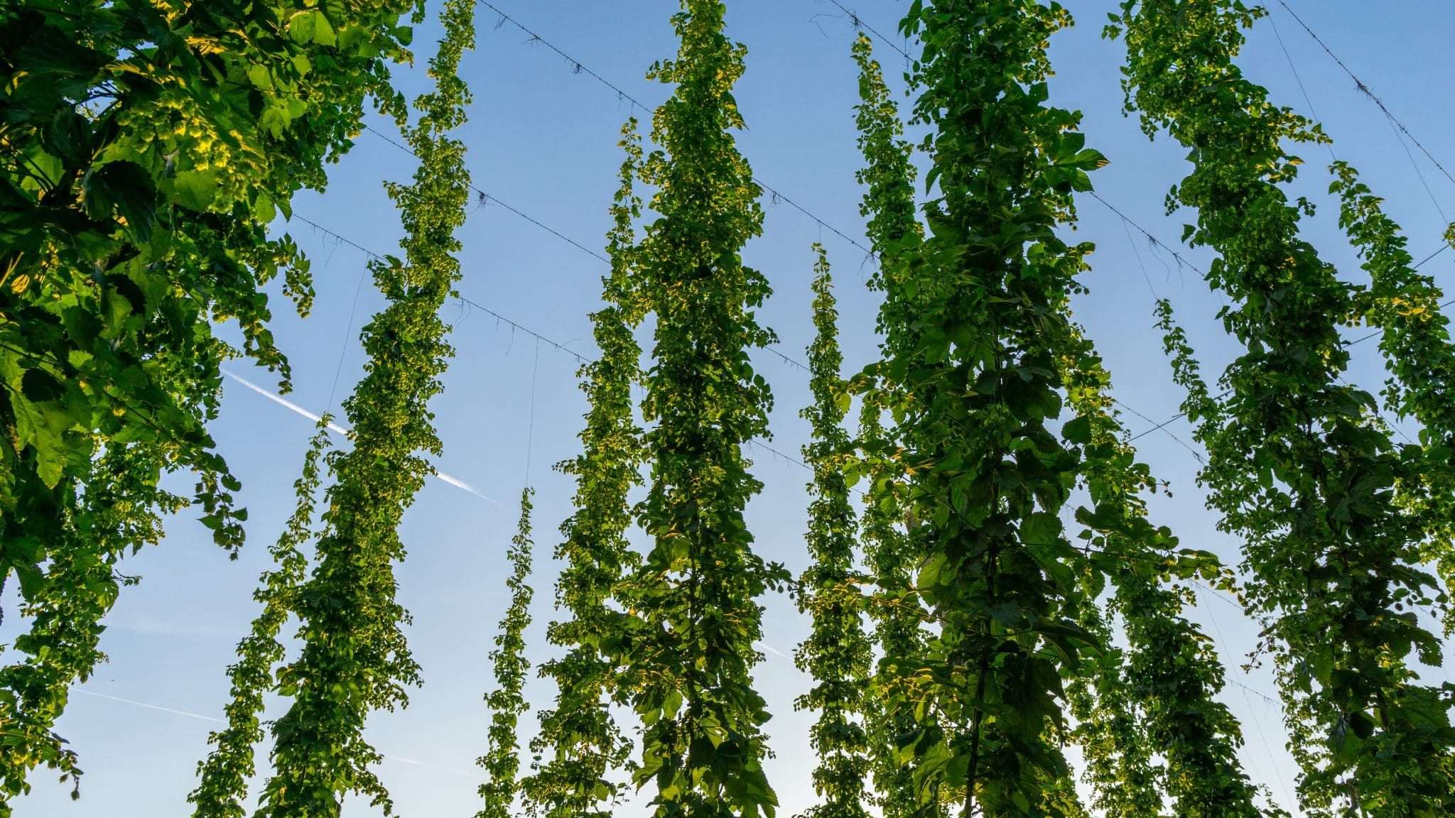 Adoptez des pieds de houblon pour Noël