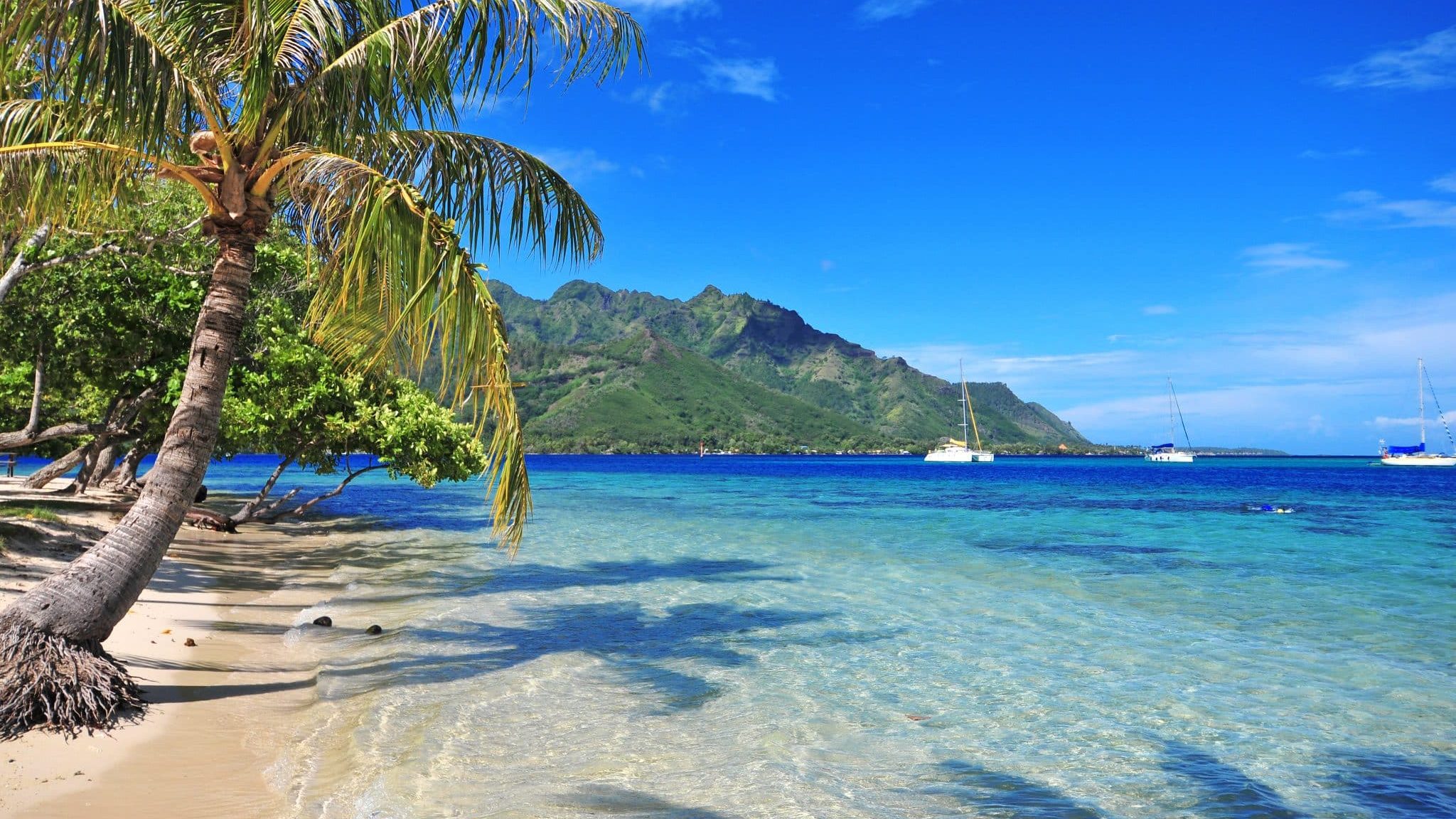 tahiti plage cocotier