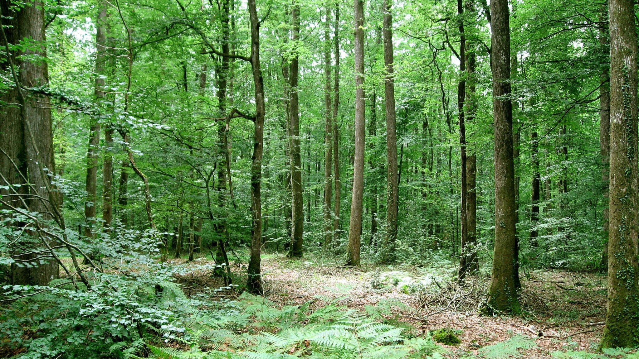 Découvrir les essences d’arbres autour de chez soi