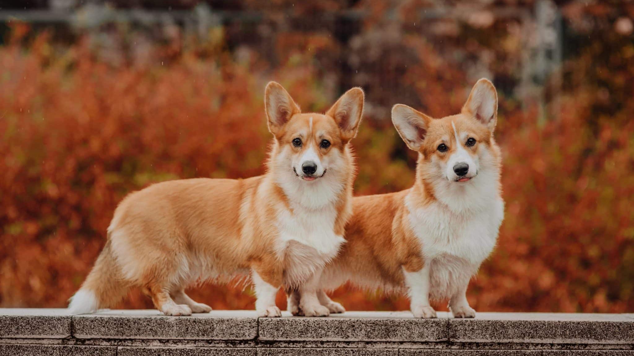 Deux corgis dans la nature