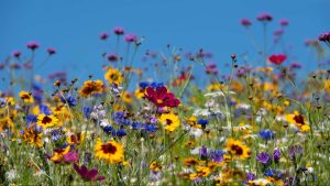 Fleurs dans l'herbe