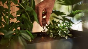 Le boule de café de Café Royal est composté dans du terreau