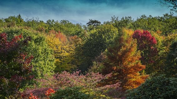 Arboretum de la Sédelle