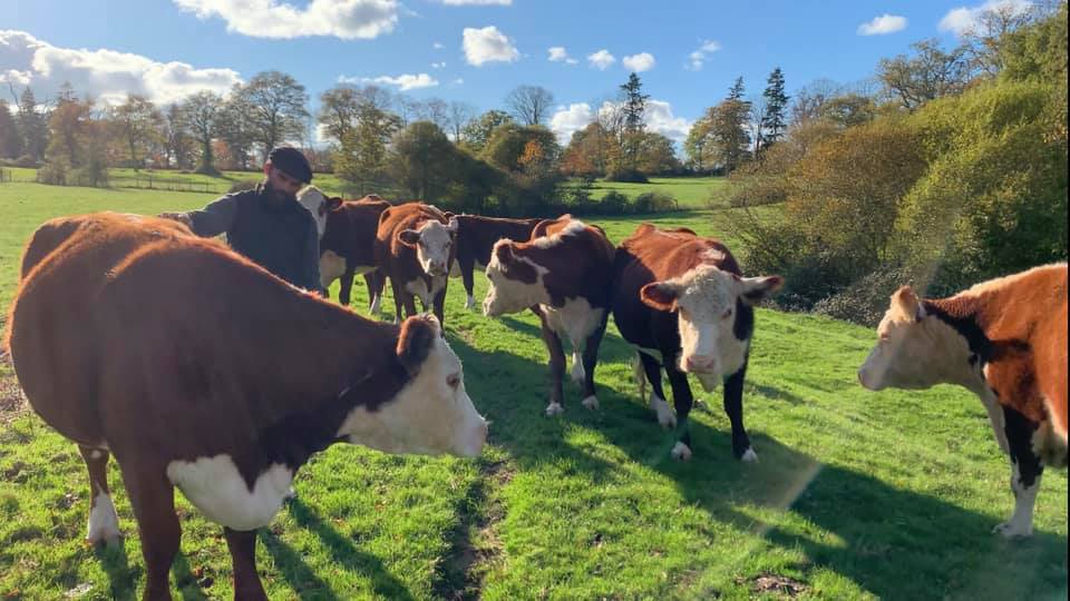 Un fermier et ses vaches