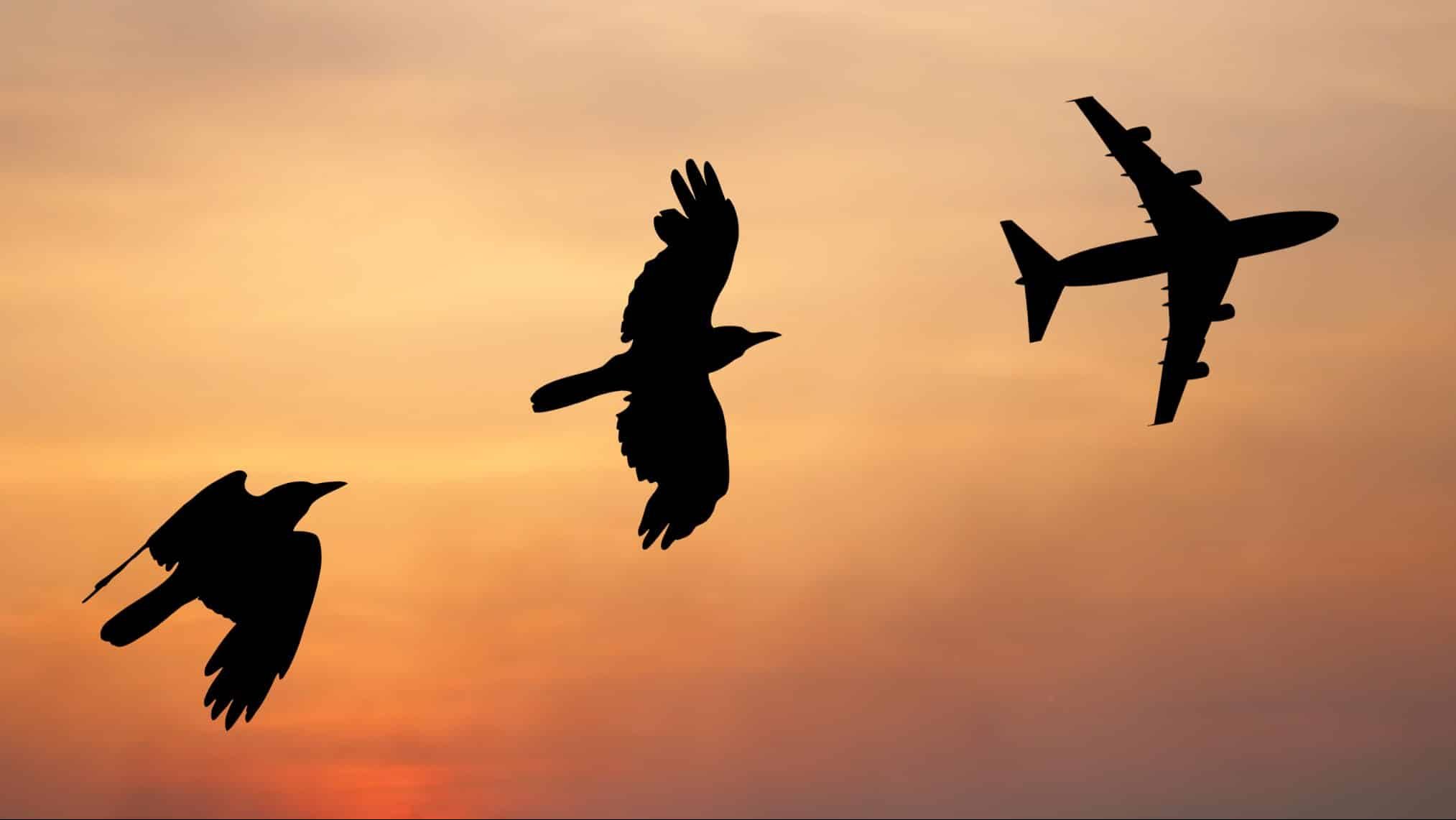 Changement à la tête de la Ligue pour la protection des oiseaux