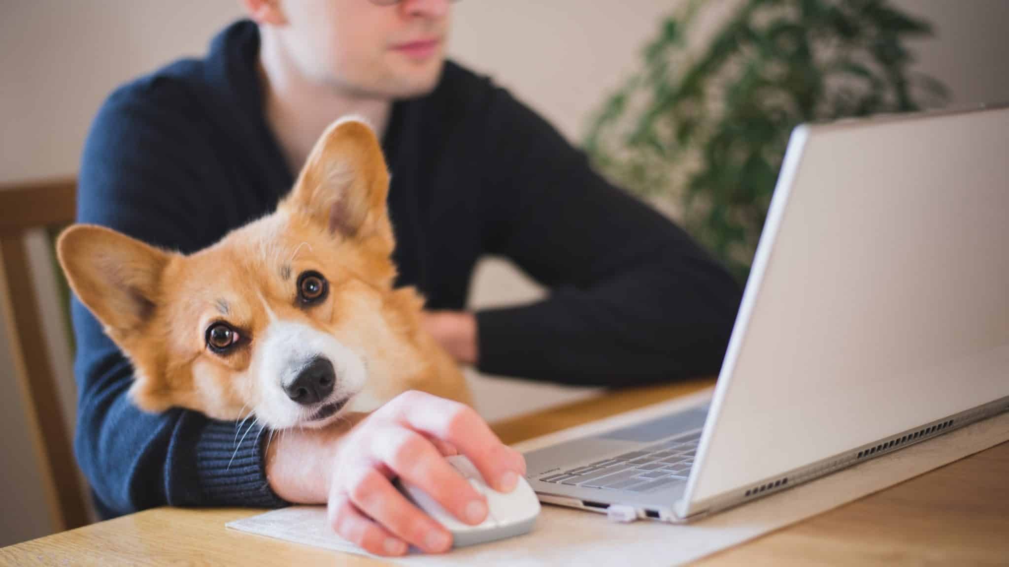 chien au travail