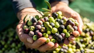 récolte d'olives dans 2 mains jointes