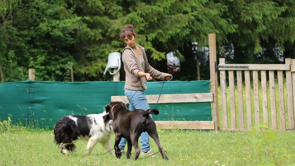 chiens éducatrice dressage jura Marine