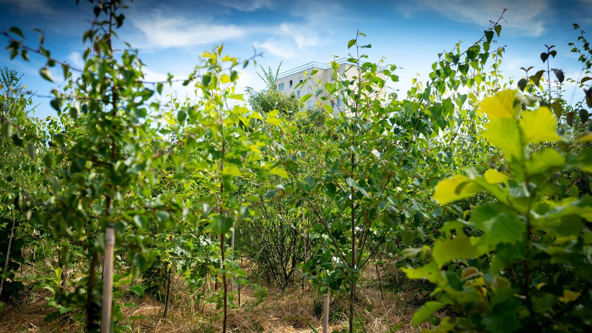 mini-forêts