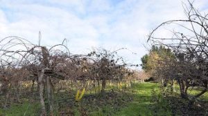 plantation de kiwis