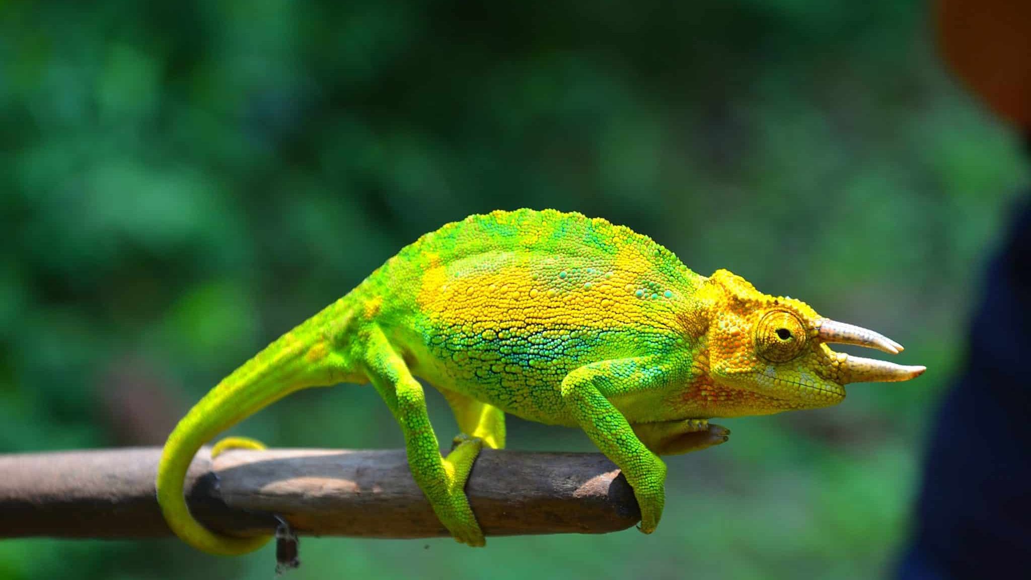 Un caméléon de jackson sur une branche.