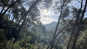 Dans le parc naturel régional de la Sainte Baume