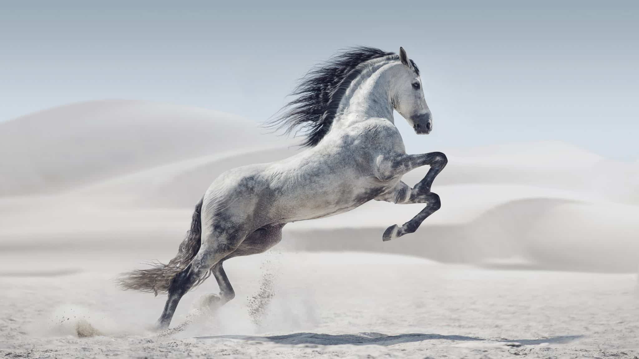 Un cheval blanc dans le sable.