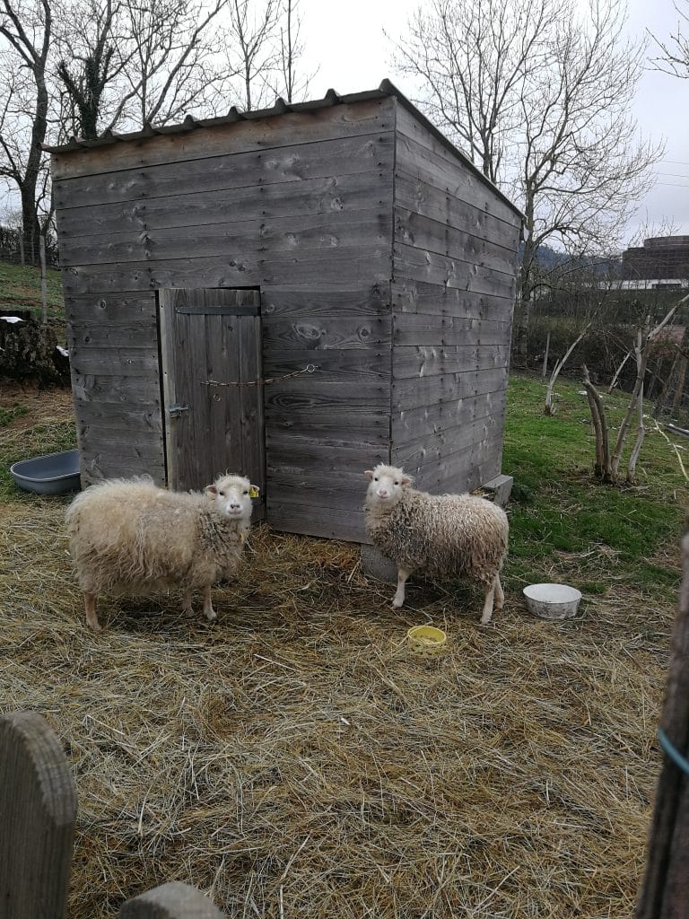 Les protégés de William offre un sanctuaire aux animaux en détresse