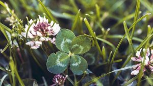 A Lucky four leaf clover next to a clover bloom