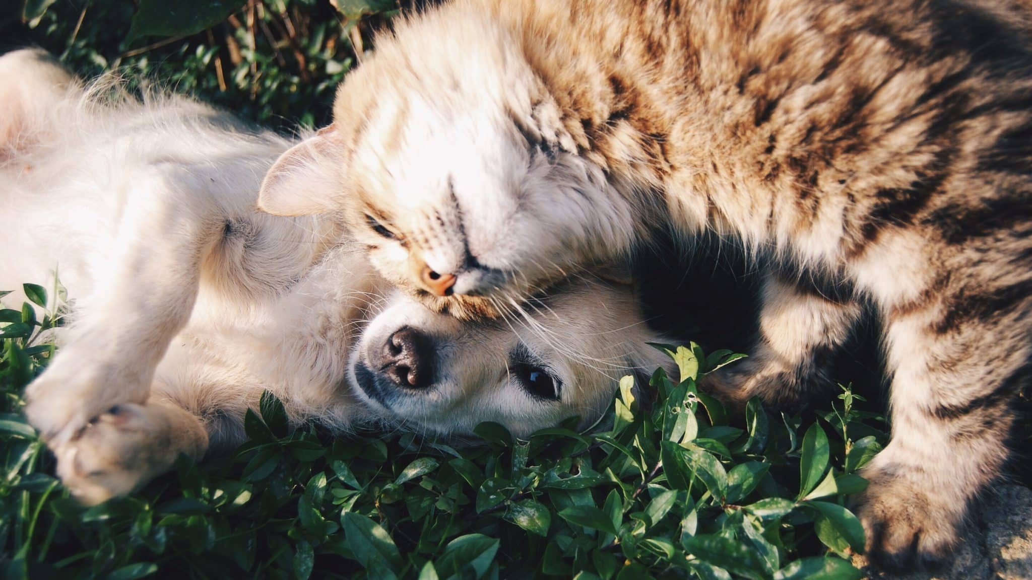 animaux médiation chat chien