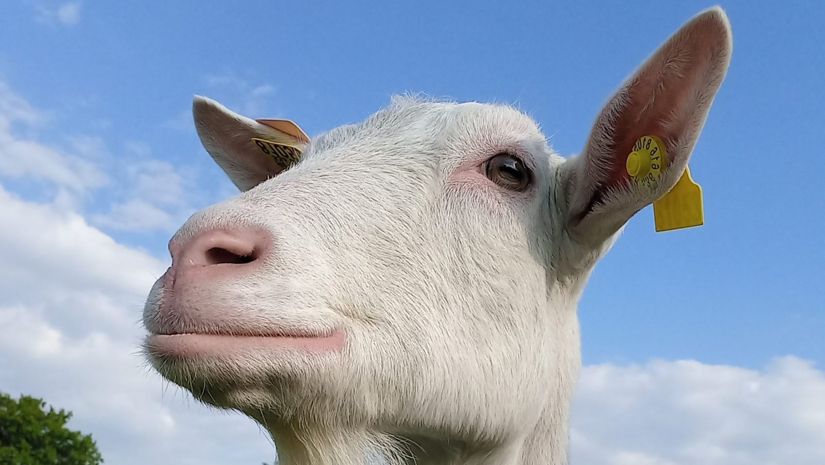 une nouvelle ferme pédagogique itinérante aux portes du Morvan