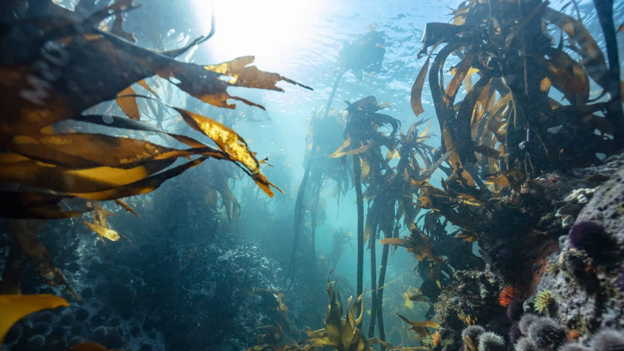 Une forêt de varech, algue marine.