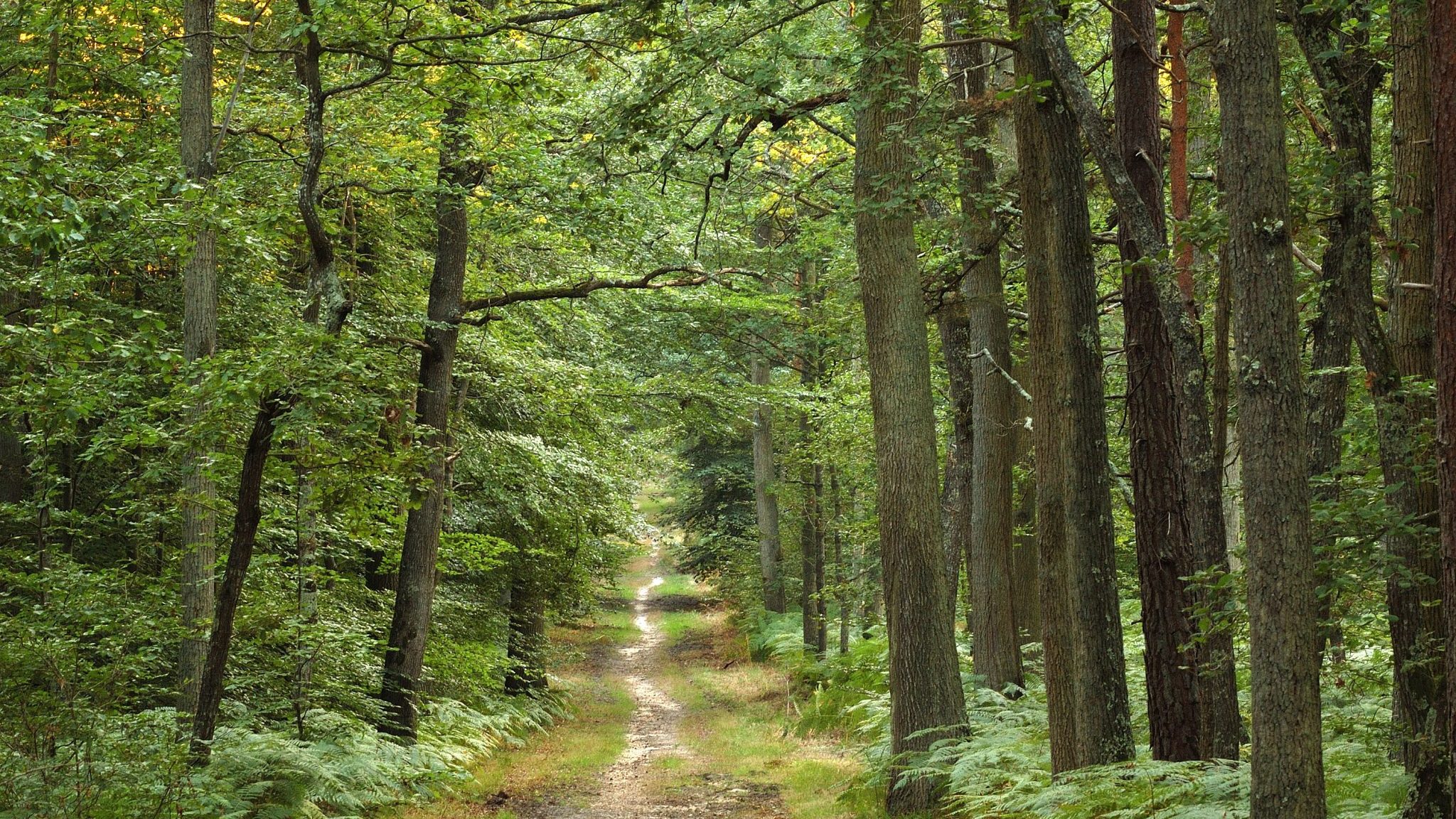 Les enjeux des forets d'ile de france