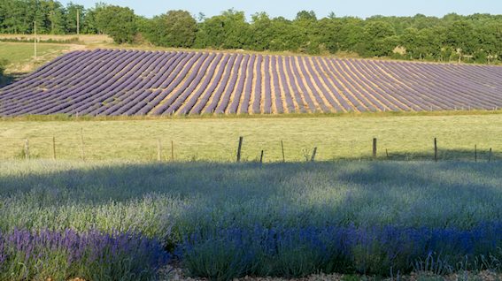 lavande du Quercy Ferme des Alix