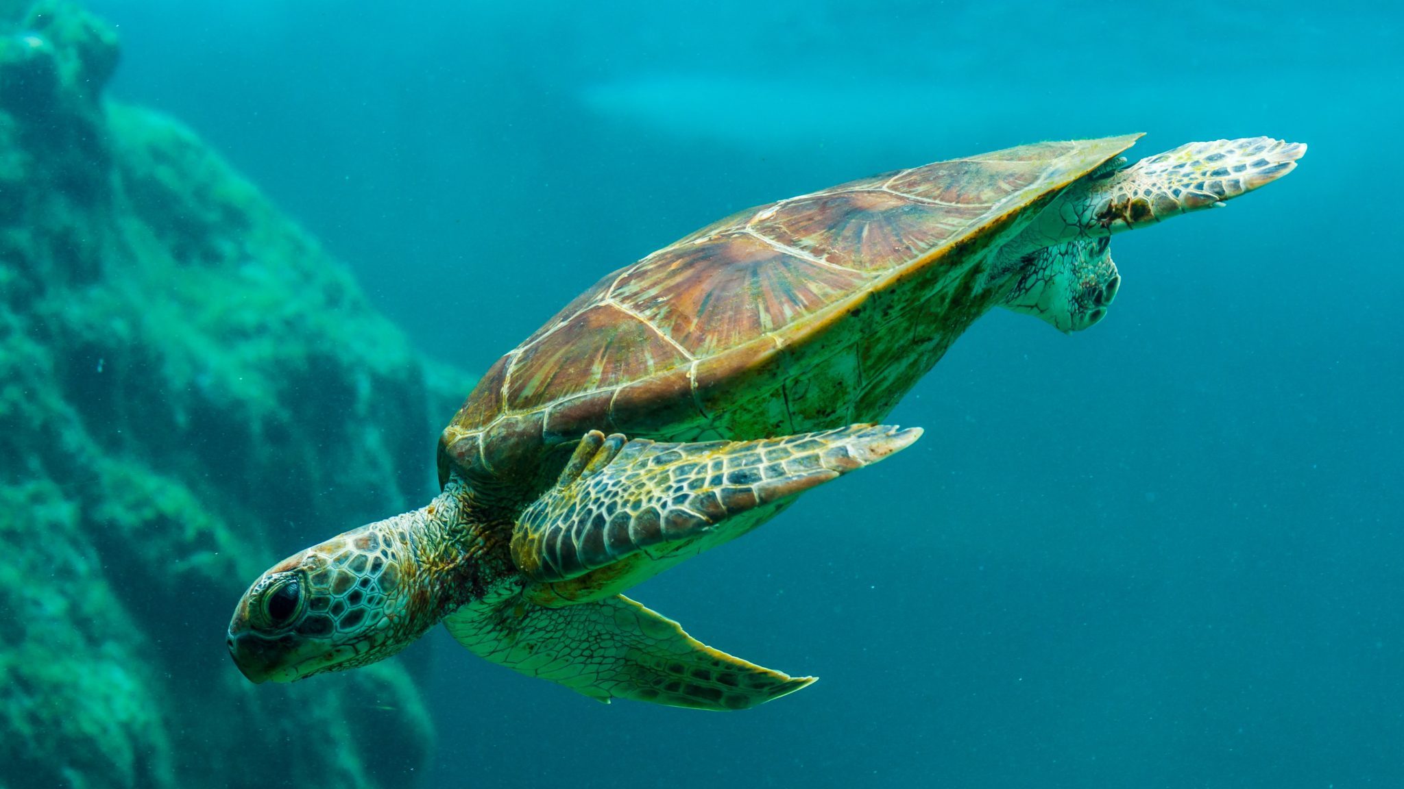 Une tortue marine dans l'ocean