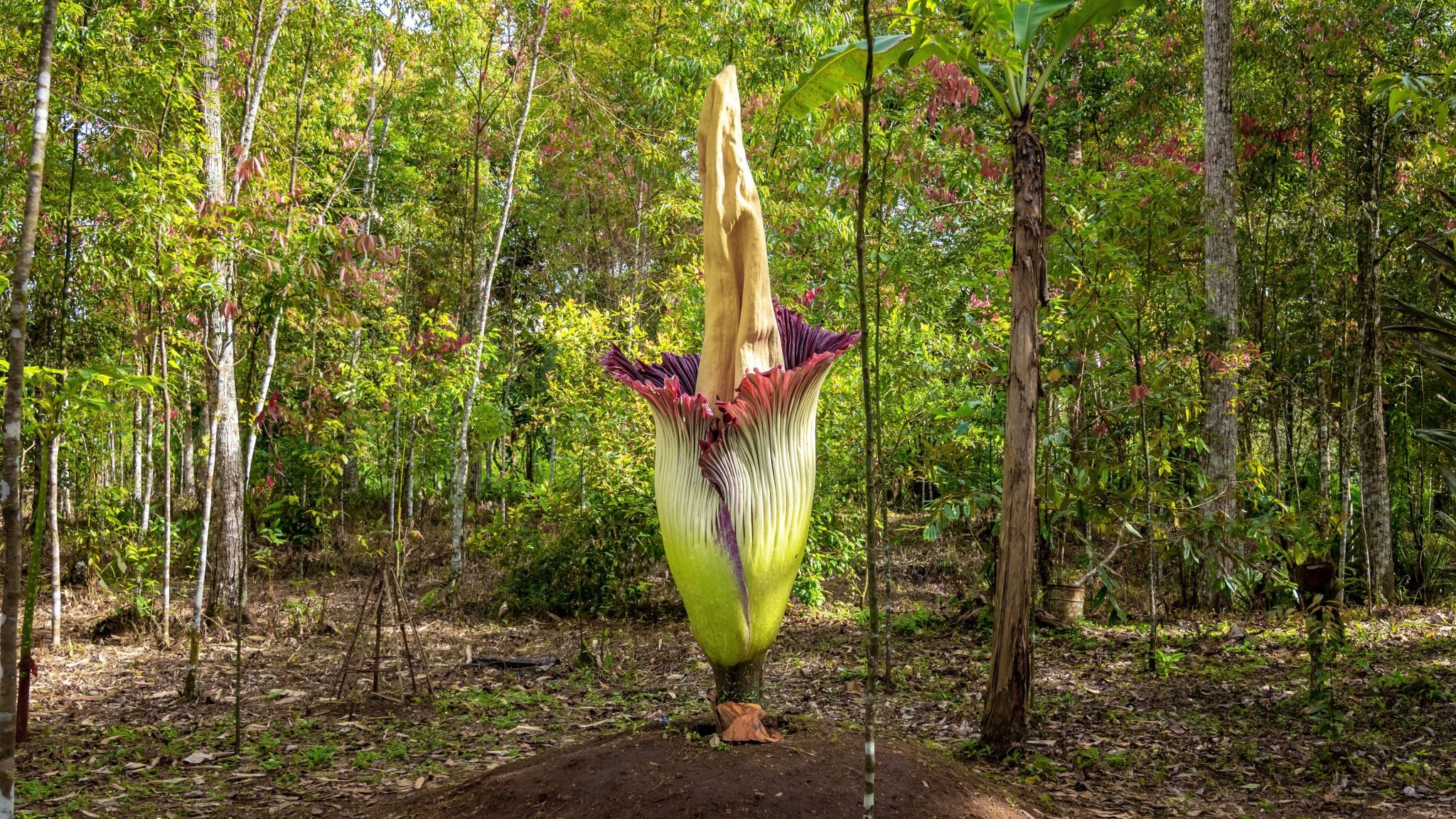 La fleur géante, pénis de Titan