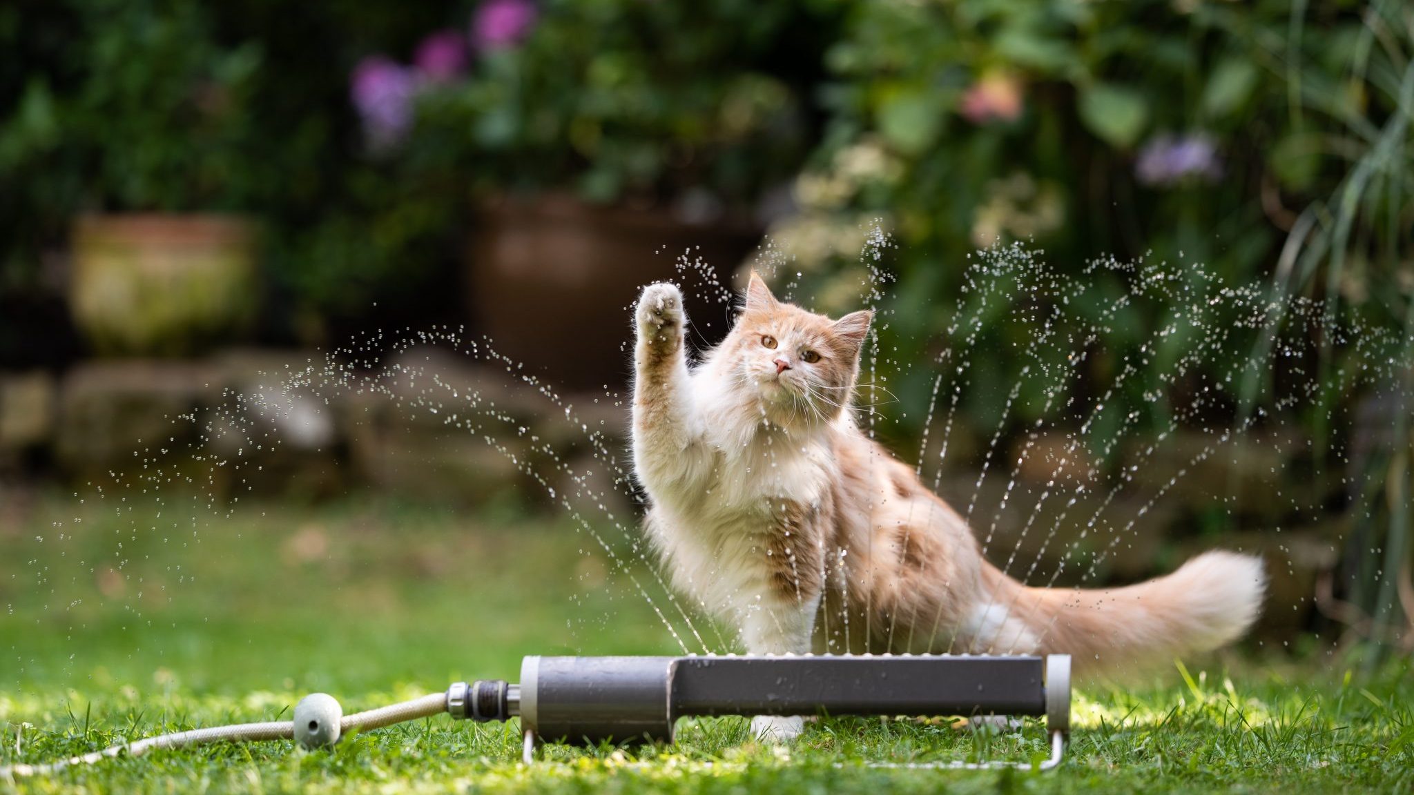 Prendre soin de son animal de compagnie pendant la canicule